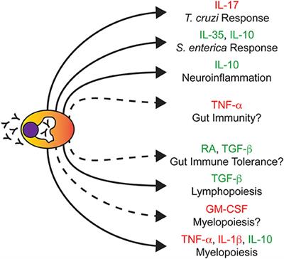 Plasma Cells, the Next Generation: Beyond <mark class="highlighted">Antibody Secretion</mark>